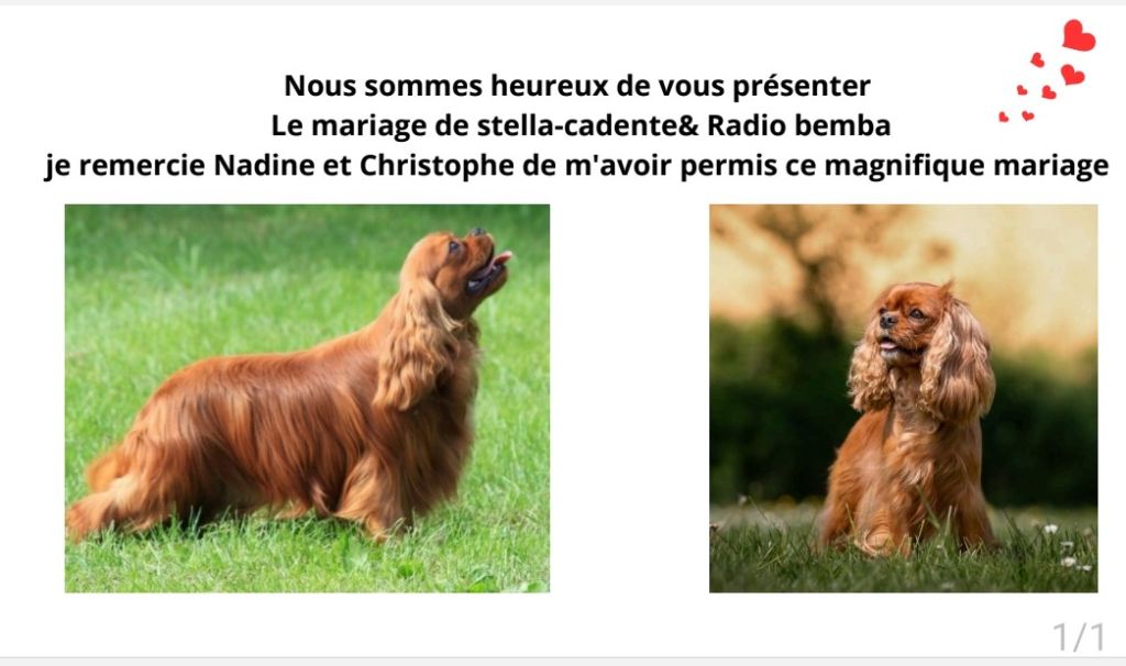 Les Cavaliers Du Granite Rose - Naissance à venir 
