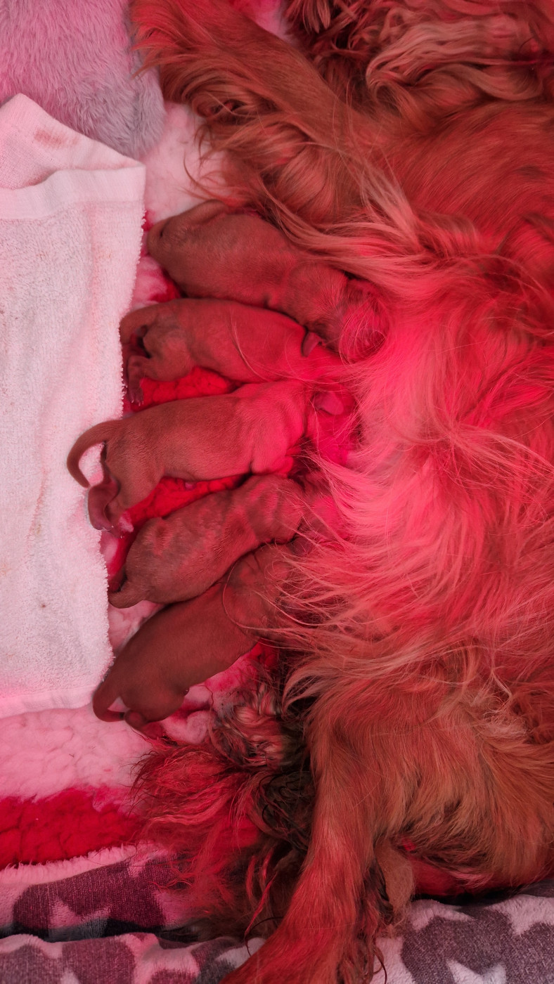 Chiot Cavalier King Charles Spaniel Les Cavaliers Du Granite Rose