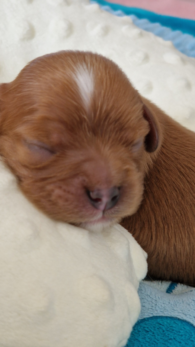 Les Cavaliers Du Granite Rose - Chiots disponibles - Cavalier King Charles Spaniel