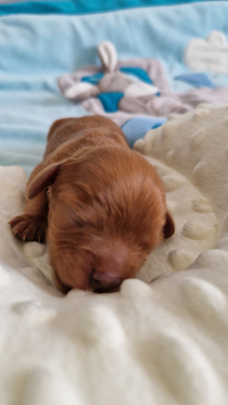 Les Cavaliers Du Granite Rose - Chiots disponibles - Cavalier King Charles Spaniel