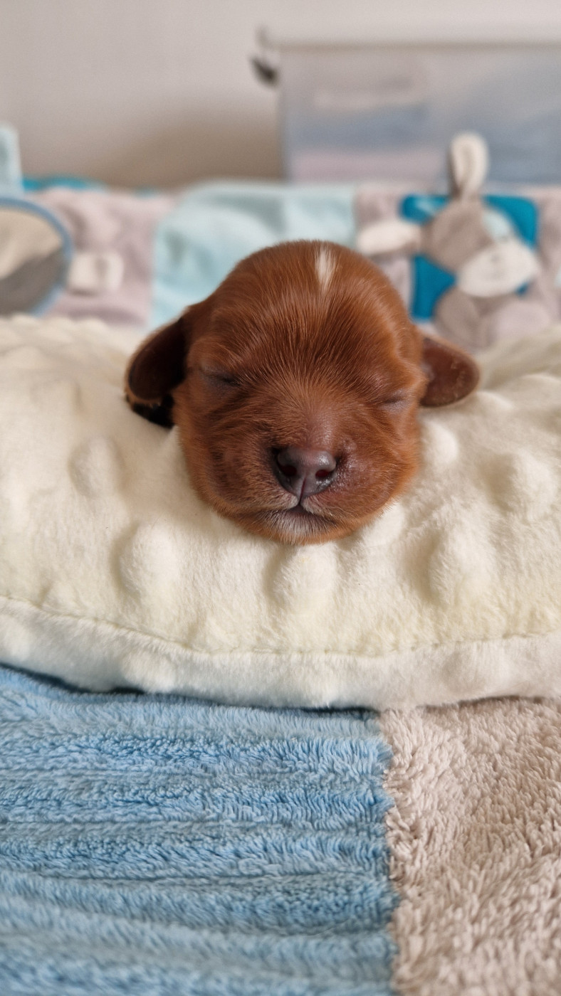 Les Cavaliers Du Granite Rose - Chiots disponibles - Cavalier King Charles Spaniel