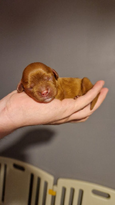 CHIOT