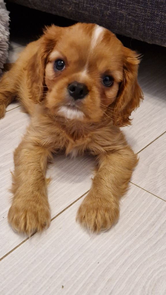 Les Cavaliers Du Granite Rose - Chiots disponibles - Cavalier King Charles Spaniel